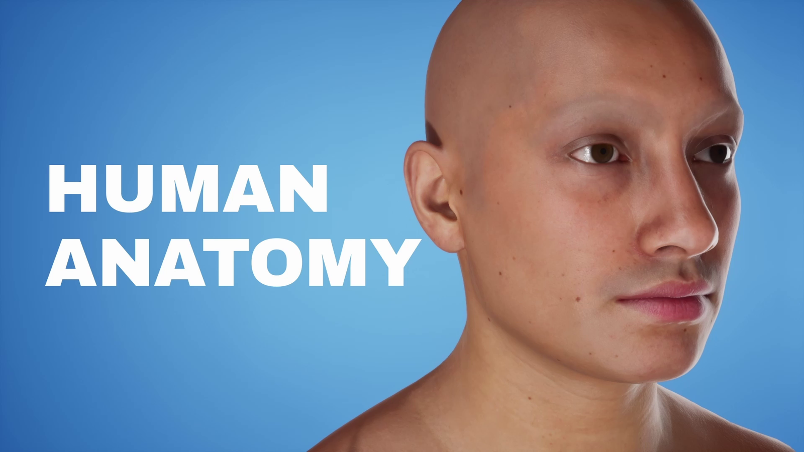 HUMAN ANATOMY